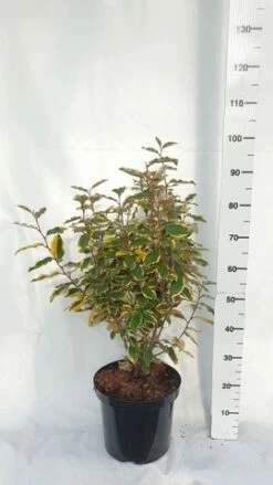 Olijfwilg (Elaeagnus Ebbingei 'Viveleg') 9 Olijfwilg (Elaeagnus Ebbingei 'Viveleg') -DIRECTPLANT Winkel elaeagnus ebbingei viveleg week 4 2021 1600x1200 1 2 2