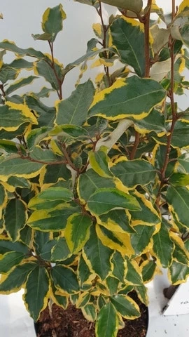 Olijfwilg (Elaeagnus Ebbingei 'Viveleg') 5 Olijfwilg (Elaeagnus Ebbingei 'Viveleg') - Afbeelding 3