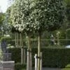 Olijfwilg Als Boom (Elaeagnus Ebbingei) -DIRECTPLANT Winkel elaeagnus x ebbingei01 1