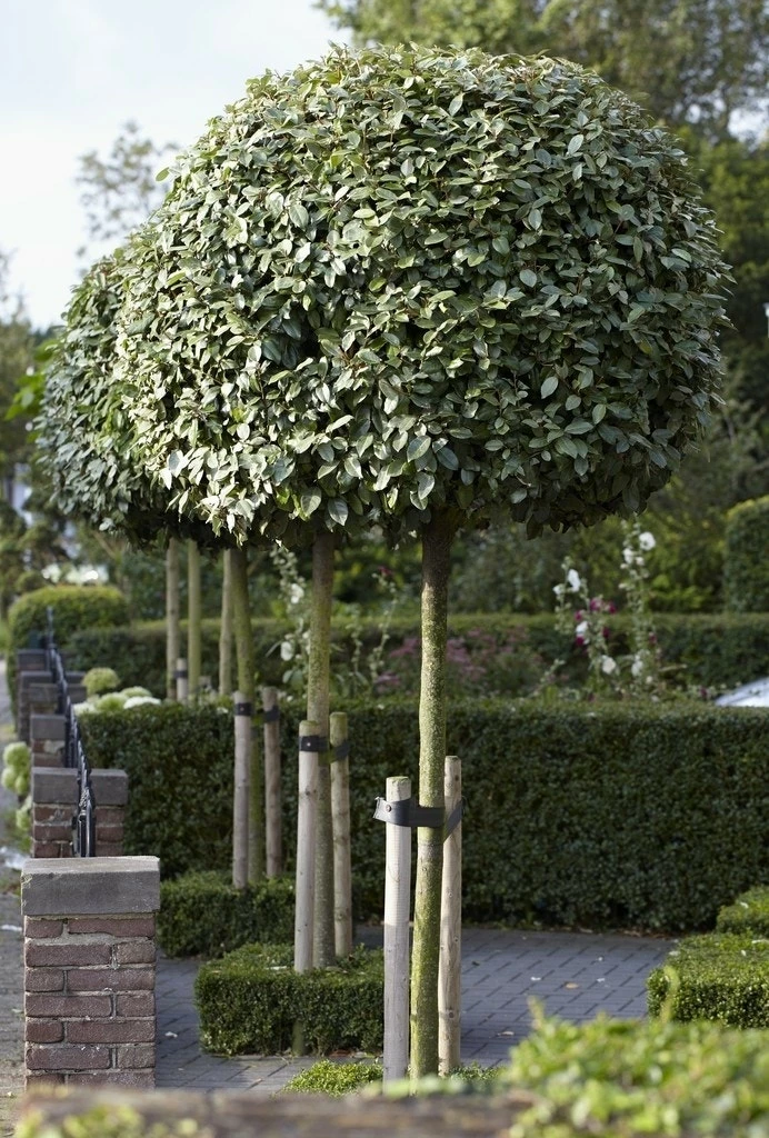 Olijfwilg Als Boom (Elaeagnus Ebbingei) 3 Olijfwilg Als Boom (Elaeagnus Ebbingei)