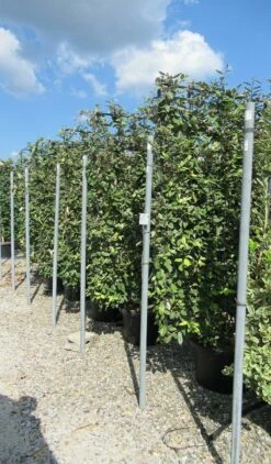 Olijfwilg Als Leivorm (Elaeagnus Ebbingei) -DIRECTPLANT Winkel eleagnus 110x180 leivorm