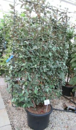 Olijfwilg Als Leivorm (Elaeagnus Ebbingei) -DIRECTPLANT Winkel eleagnus 110x180 leivorm 2 2