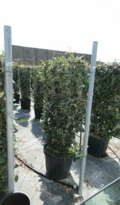 Olijfwilg Als Leivorm (Elaeagnus Ebbingei) -DIRECTPLANT Winkel eleagnus 80x110 leivorm