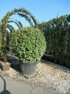 Olijfwilg Als Bol (Elaeagnus Ebbingei 'Compacta') -DIRECTPLANT Winkel eleagnus ebbingei bol 110 cm 1