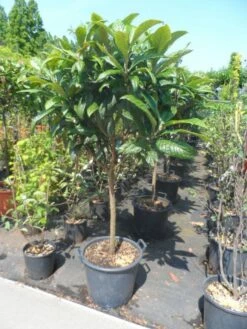 Japanse Mispel Als Boom (Eriobotrya Japonica) -DIRECTPLANT Winkel eriobotrya japonica 60stam c30