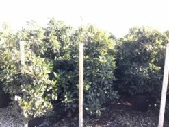 Japanse Mispel (Eriobotrya Japonica 'Coppertone') -DIRECTPLANT Winkel eriobotryacoppertone