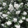Escallonia (Escallonia 'Iveyi') -DIRECTPLANT Winkel escallonia iveyi 1