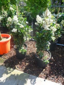 Escallonia (Escallonia 'Iveyi') -DIRECTPLANT Winkel escallonia iveyi c10