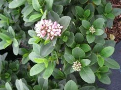 Escallonia (Escallonia 'Pink Elle') -DIRECTPLANT Winkel escallonia pink elle c5 bloem