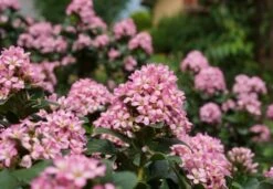 Escallonia (Escallonia 'Pink Elle') -DIRECTPLANT Winkel escallonia pink elle reiniers garden 04