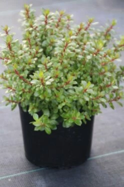 Escallonia (Escallonia 'Red Dream') -DIRECTPLANT Winkel escallonia red dream 1