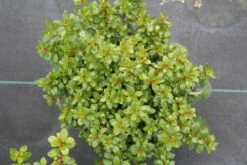 Escallonia (Escallonia 'Red Dream') -DIRECTPLANT Winkel escallonia red dream 2