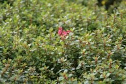 Escallonia (Escallonia 'Red Dream') -DIRECTPLANT Winkel escallonia red dream 3