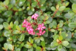 Escallonia (Escallonia 'Red Dream') -DIRECTPLANT Winkel escallonia red dream 4