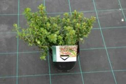 Escallonia (Escallonia 'Red Dream') -DIRECTPLANT Winkel escallonia red dream 6