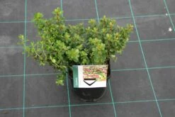 Escallonia (Escallonia 'Red Dream') -DIRECTPLANT Winkel escallonia red dream 7
