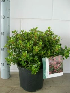 Escallonia (Escallonia 'Red Dream') -DIRECTPLANT Winkel escallonia red dream c3 21 07 2015