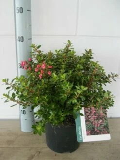 Escallonia (Escallonia 'Red Dream') -DIRECTPLANT Winkel escalonia red dream c3 20 08 2017