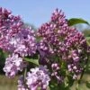 Sering (Syringa Vulgaris Hyacinthiflora 'Esther Staley') -DIRECTPLANT Winkel esther staley