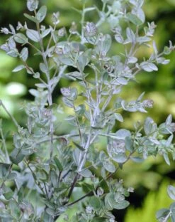 Eucalyptus Op Stam (Eucalyptus Gunnii) -DIRECTPLANT Winkel eucalyptus gunnii 3