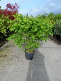 Kardinaalshoed (Euonymus Alatus) -DIRECTPLANT Winkel euonymus alatus