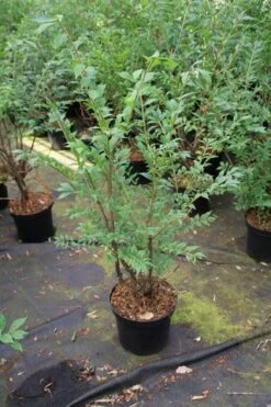 Kardinaalshoed (Euonymus Alatus) -DIRECTPLANT Winkel euonymus alatus 1