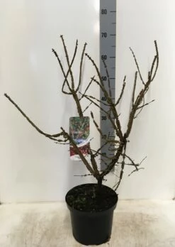 Kardinaalshoed (Euonymus Alatus) -DIRECTPLANT Winkel euonymus alatus 60 80 c5 1