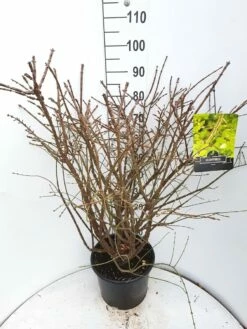 Kardinaalshoed (Euonymus Alatus) -DIRECTPLANT Winkel euonymus alatus c15 v01