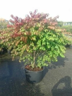 Kardinaalshoed (Euonymus Alatus 'Compactus') -DIRECTPLANT Winkel euonymus alatus compactus 1