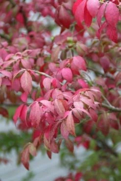 Kardinaalshoed (Euonymus Alatus 'Compactus') -DIRECTPLANT Winkel euonymus alatus compactus 1 1