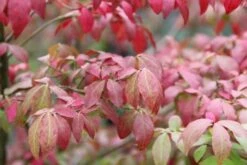 Kardinaalshoed (Euonymus Alatus 'Compactus') -DIRECTPLANT Winkel euonymus alatus compactus 3 1