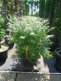 Kardinaalshoed (Euonymus Alatus 'Compactus') -DIRECTPLANT Winkel euonymus alatus compactus 80 100 c18 1