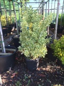 Kardinaalshoed (Euonymus Japonicus 'Bravo') -DIRECTPLANT Winkel euonymus japonica bravo 80100 1