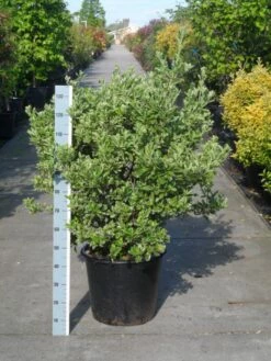 Kardinaalsmuts (Euonymus Japonicus 'Albomarginatus') -DIRECTPLANT Winkel euonymus japonicus albomarginatus 80 100 c50 1