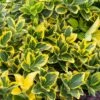 Kardinaalshoed (Euonymus Japonicus 'Aureomarginatus') -DIRECTPLANT Winkel euonymus japonicus aureomarginatus 1