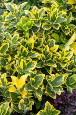 Kardinaalshoed (Euonymus Japonicus 'Aureomarginatus')