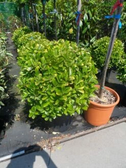 Kardinaalshoed Als Meeneemhaag (Euonymus Japonicus 'Aureus) -DIRECTPLANT Winkel euonymus japonicus aureus bol 40 50 60 1