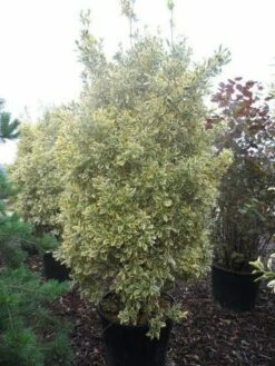 Kardinaalshoed (Euonymus Japonicus 'Bravo') -DIRECTPLANT Winkel euonymus japonicus bravo 200 250 c150 1