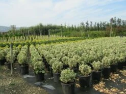 Kardinaalshoed Als Bol (Euonymus Japonicus 'Bravo') -DIRECTPLANT Winkel euonymus japonicus bravo 2 1 1