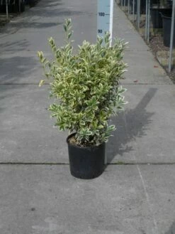 Kardinaalshoed (Euonymus Japonicus 'Bravo') -DIRECTPLANT Winkel euonymus japonicus bravo 50 60 c10