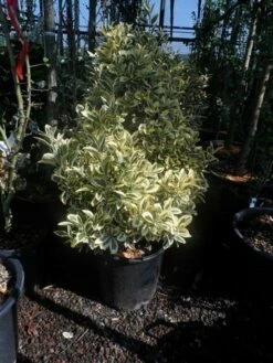 Kardinaalshoed (Euonymus Japonicus 'Bravo') -DIRECTPLANT Winkel euonymus japonicus bravo 60 80 c25 1