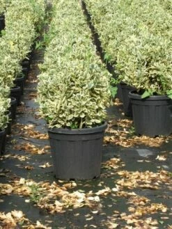 Kardinaalshoed Als Bol (Euonymus Japonicus 'Bravo') -DIRECTPLANT Winkel euonymus japonicus bravo 1 1