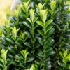 Kardinaalshoed (Euonymus Japonicus 'Green Spire') -DIRECTPLANT Winkel euonymusjapgreenspirev01