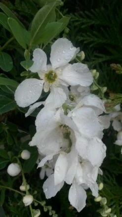 Exochorda (Exochorda Macrantha 'The Bride') -DIRECTPLANT Winkel exochorda