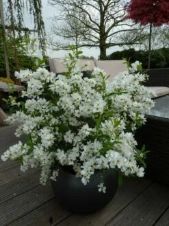 Exochorda (Exochorda Macrantha 'The Bride') -DIRECTPLANT Winkel exochorda 10