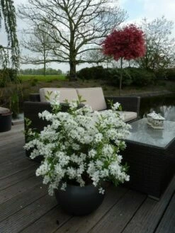 Exochorda (Exochorda Macrantha 'The Bride') -DIRECTPLANT Winkel exochorda 11