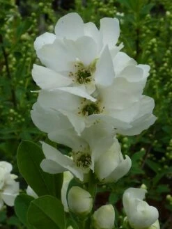 Exochorda (Exochorda Macrantha 'The Bride') -DIRECTPLANT Winkel exochorda 1 2
