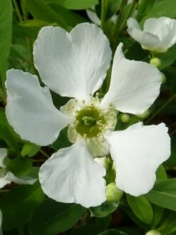 Exochorda (Exochorda Macrantha 'The Bride') -DIRECTPLANT Winkel exochorda 2