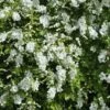 Exochorda (Exochorda Macrantha 'The Bride') 2 Exochorda (Exochorda Macrantha 'The Bride') -DIRECTPLANT Winkel exochorda macrantha the bride