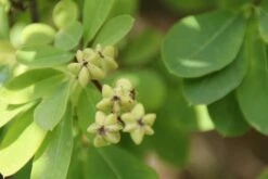 Exochorda (Exochorda Macrantha 'The Bride') -DIRECTPLANT Winkel exochorda macrantha the bride 1